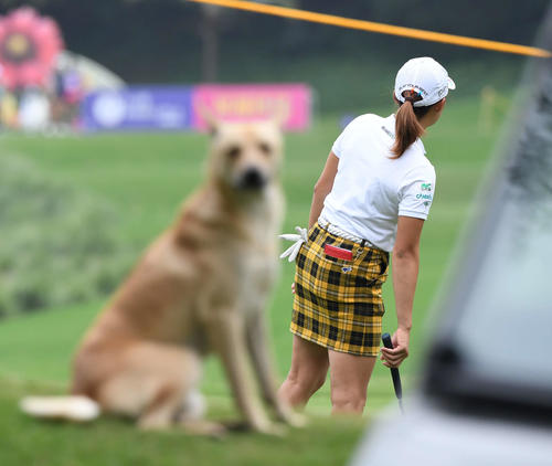 プロアマ戦で野犬に気づかず調整する渋野（撮影・山崎安昭）
