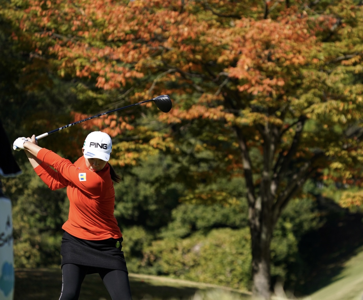樋口久子・三菱電機レディース第2日　16番、紅葉した木を背にティーショットを放つ渋野日向子（撮影・菅敏）