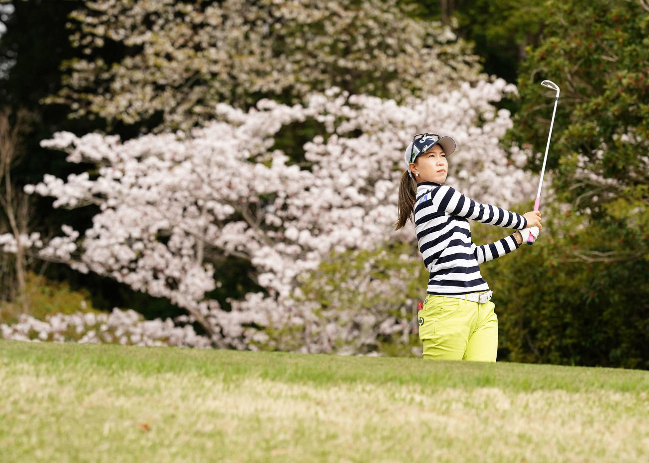 17番、満開の桜を背にティーショットを放つ上田（撮影・江口和貴）