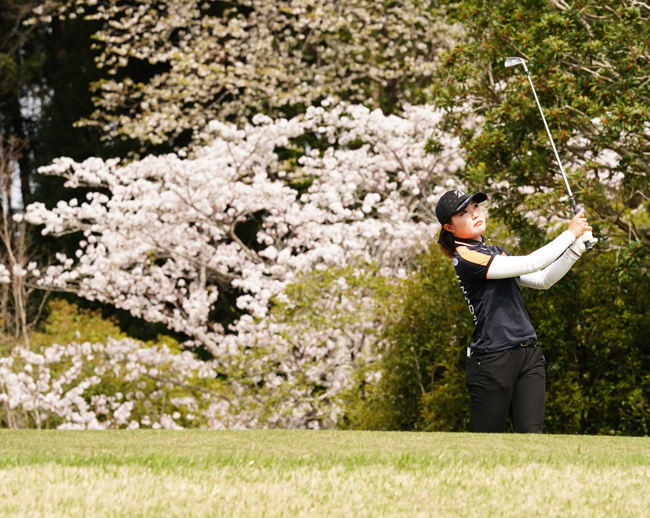 17番、満開の桜を背にティーショットを放つ高橋（撮影・江口和貴）