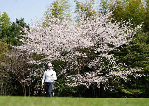 11番、満開の桜を背にティーショットを放った小祝（撮影・江口和貴）
