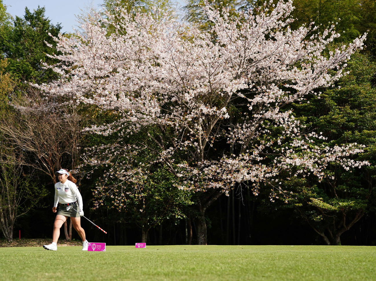 11番、満開の桜を背にプレーする山下（撮影・江口和貴）