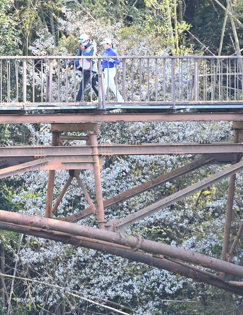 18番、桜を背に橋を渡ってグリーンに向かう小祝さくら(撮影・上田博志)