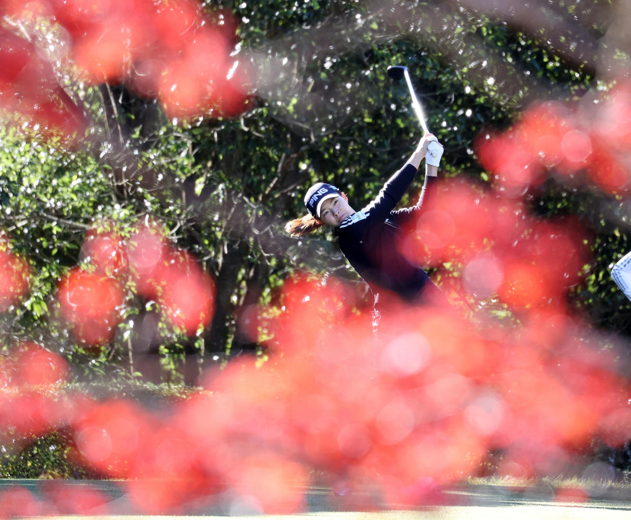 6番、燃える紅葉の奥でティーショットを放つ渋野（撮影・浅見桂子）