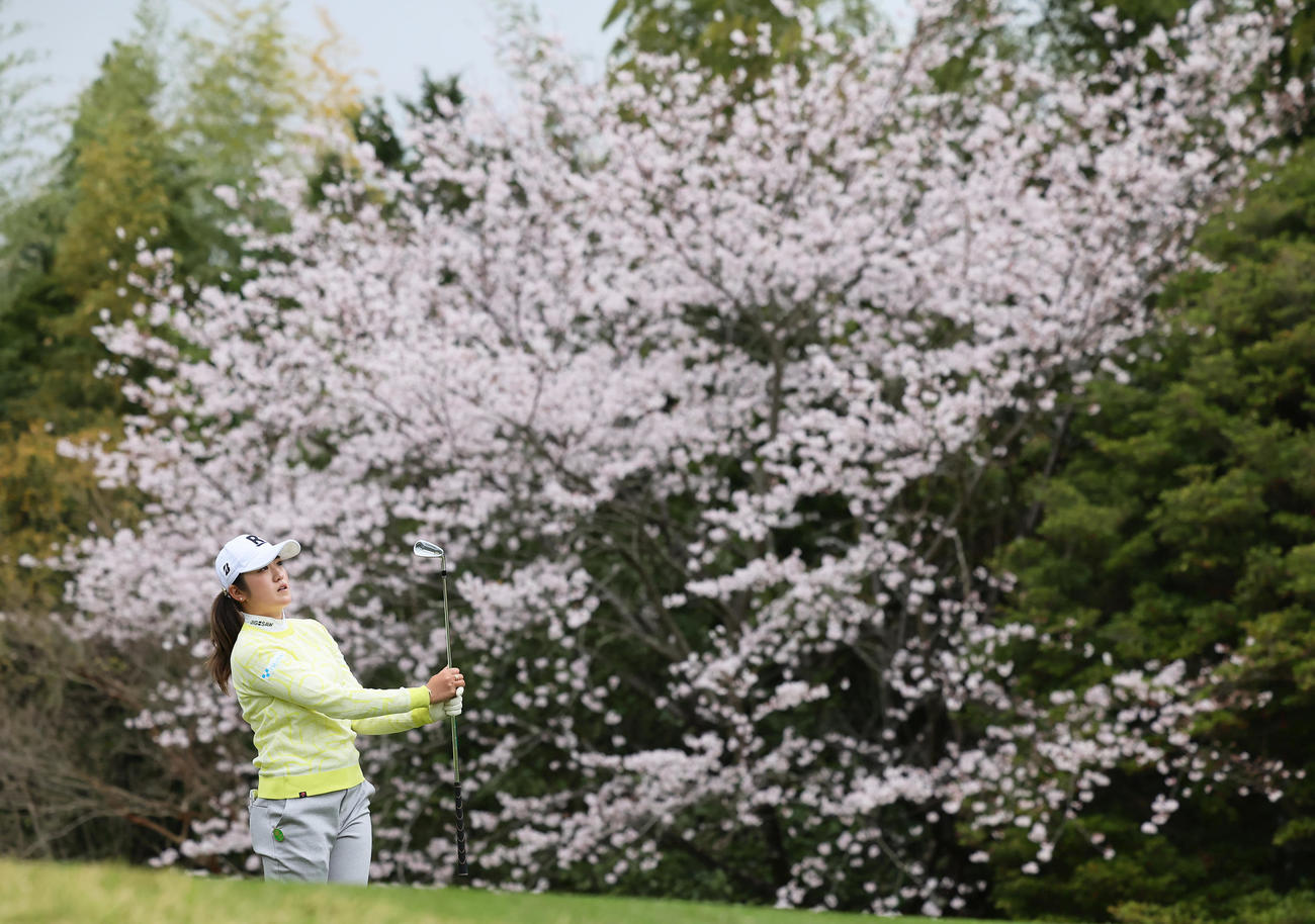 11番、満開の桜を背にショットを放つ稲見（撮影・足立雅史）