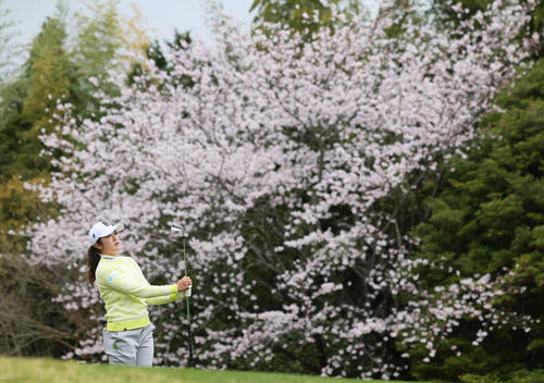 11番、満開の桜を背にショットを放つ稲見（撮影・足立雅史）
