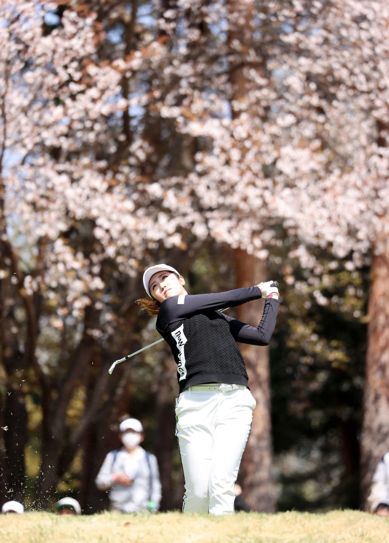2番、桜の花が咲く中、ティーショットを放つ稲見（撮影・浅見桂子）