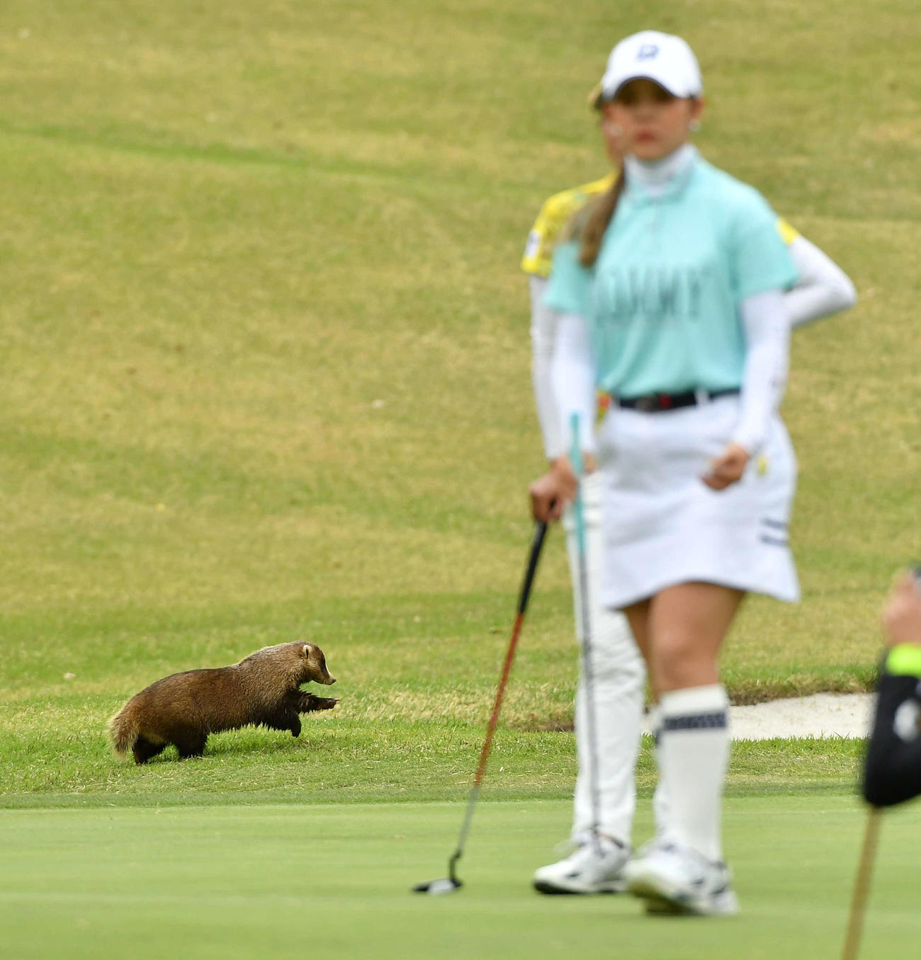 吉田（手前）らがプレーする16番グリーン付近を動き回る二ホンアナグマ（撮影・岩下翔太）