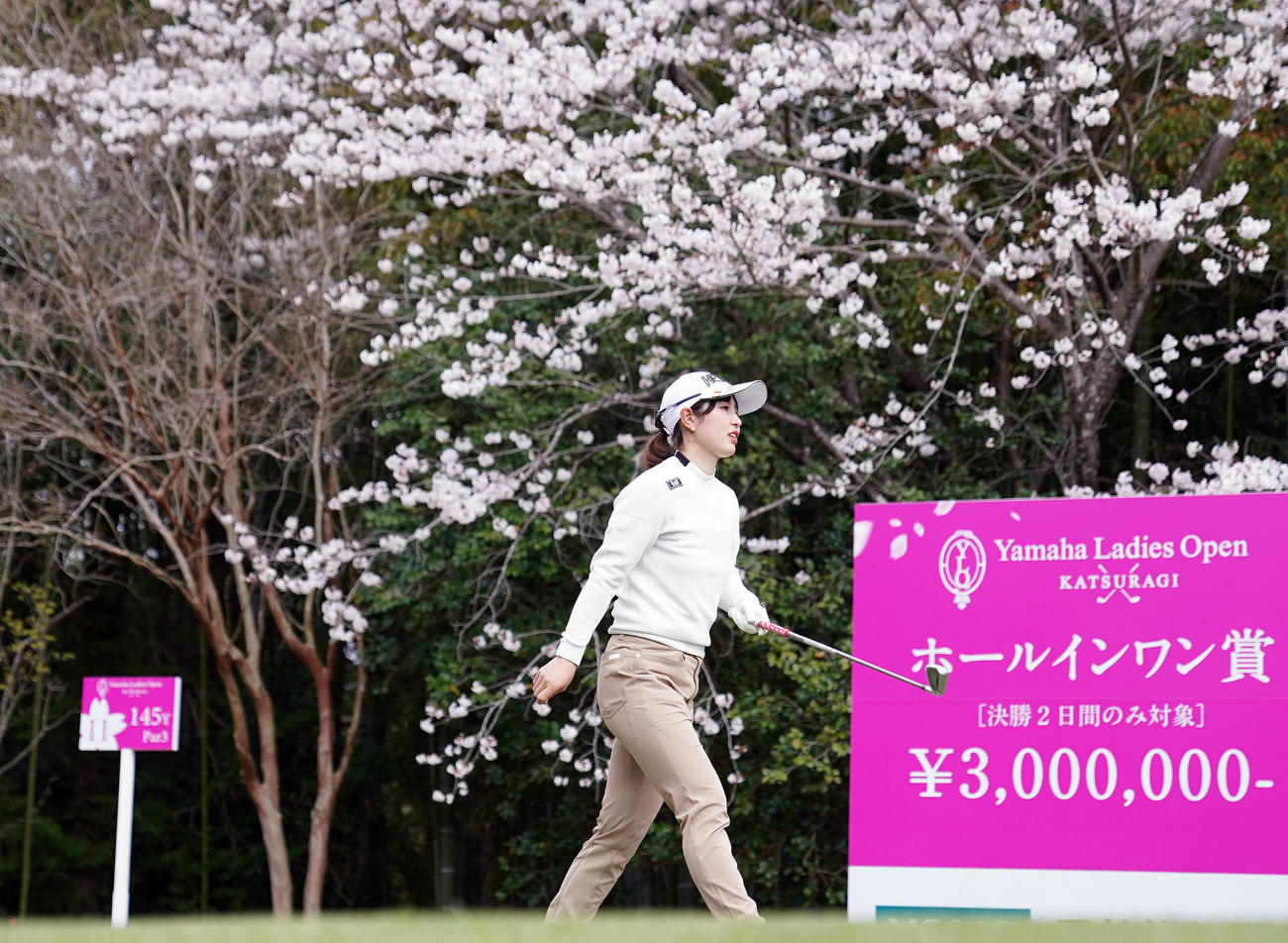 11番、桜が咲く中、ティーショットを放ち、グリーンへ向かう蛭田（撮影・狩俣裕三）