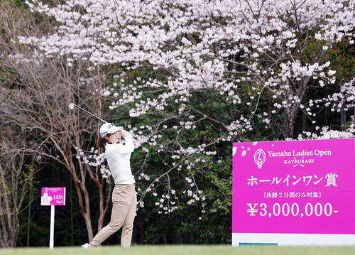 11番、桜が咲く中、ティーショットを放つ蛭田（撮影・狩俣裕三）