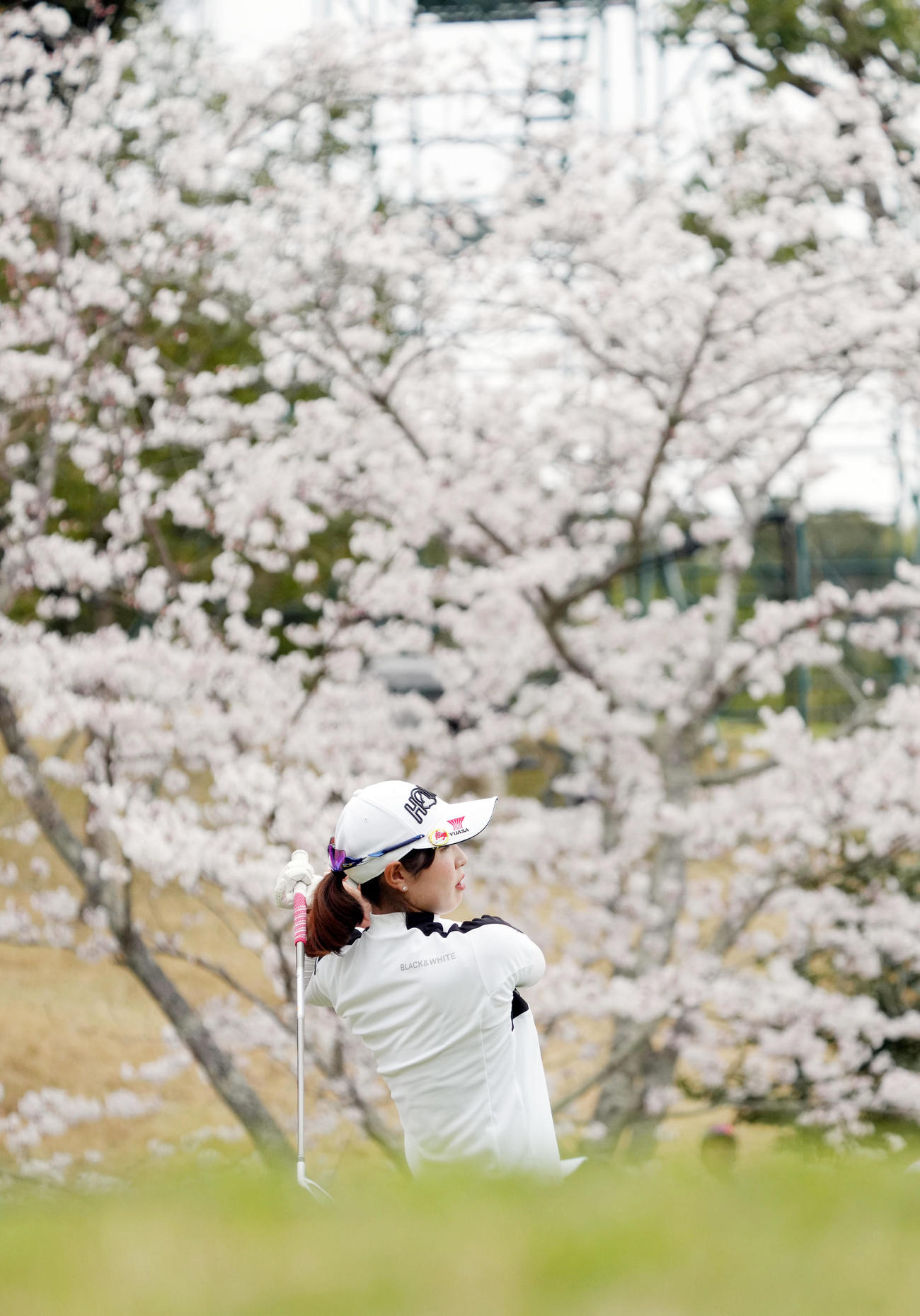 17番、桜をバックにティーショットを放つ蛭田（撮影・狩俣裕三）