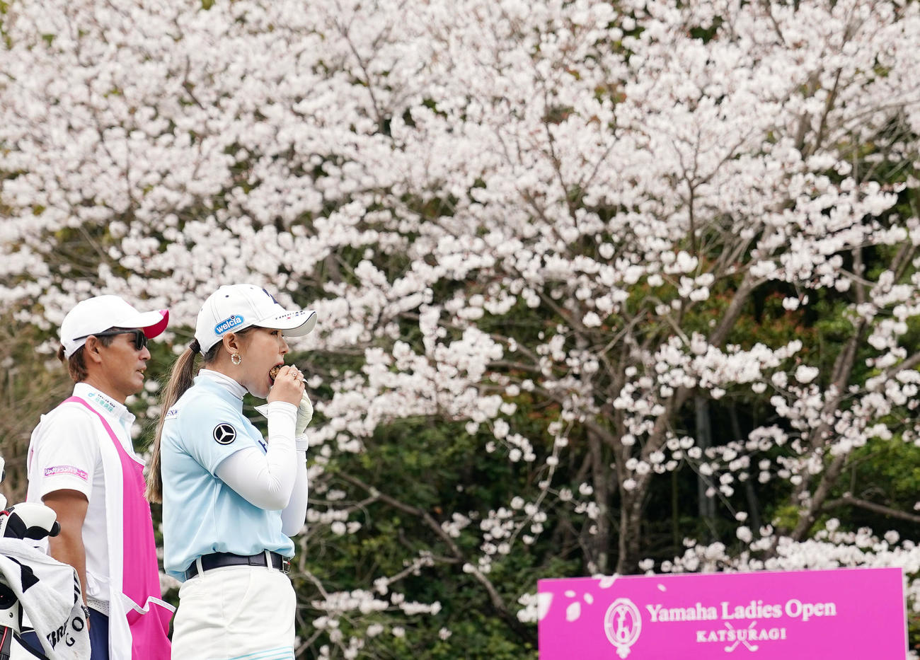 11番、桜が満開のティーグラウンドでおにぎりをほおばる吉田（撮影・狩俣裕三）