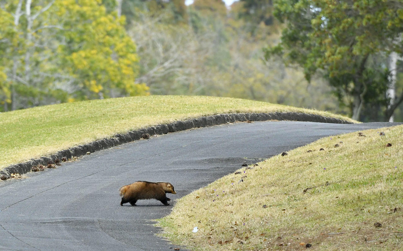 アクサレディス宮崎1日目　8番フェアウエーから林へ移動するニホンアナグマ（撮影・岩下翔太）