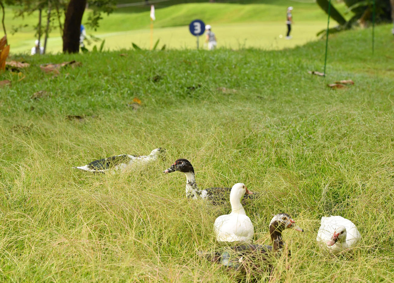 ゴルフ場にすみつく鳥たち（撮影・岩下翔太）