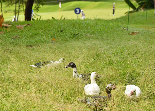 ゴルフ場にすみつく鳥たち（撮影・岩下翔太）