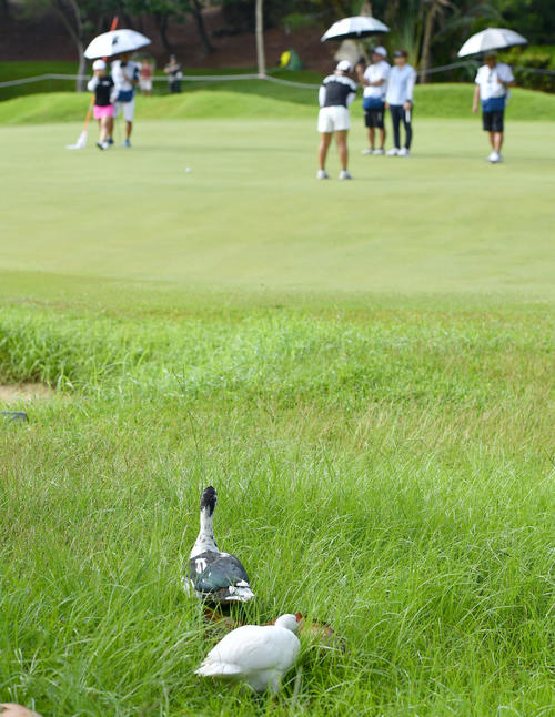 3番グリーンでプレーする選手たちが気になる？鳥たち（撮影・岩下翔太）