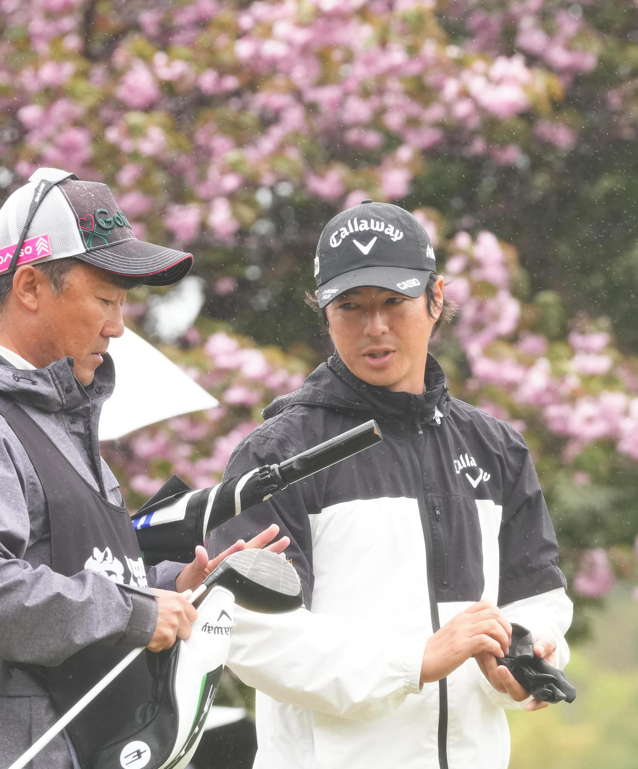 プロアマ戦で桜を背に移動する石川（右）（撮影・足立雅史）