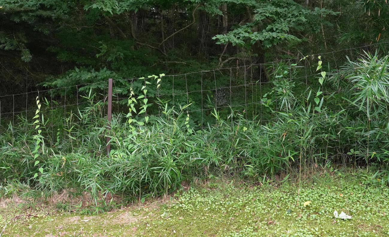 クマの目撃情報があった仙台クラシックGCの雑木林に設置されている柵（撮影・足立雅史）