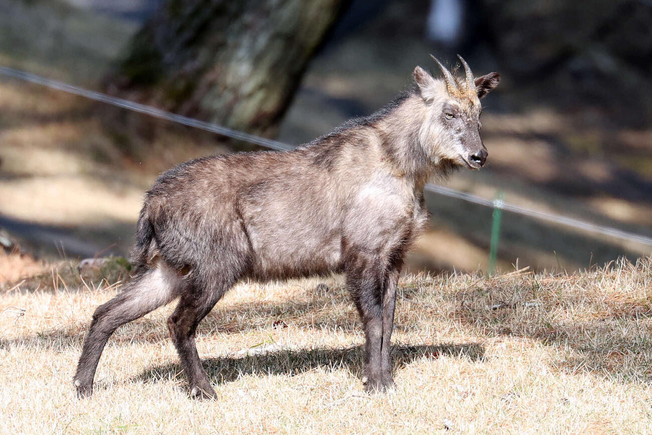 葛城ゴルフクラブに現れたカモシカ（撮影・宮地輝）