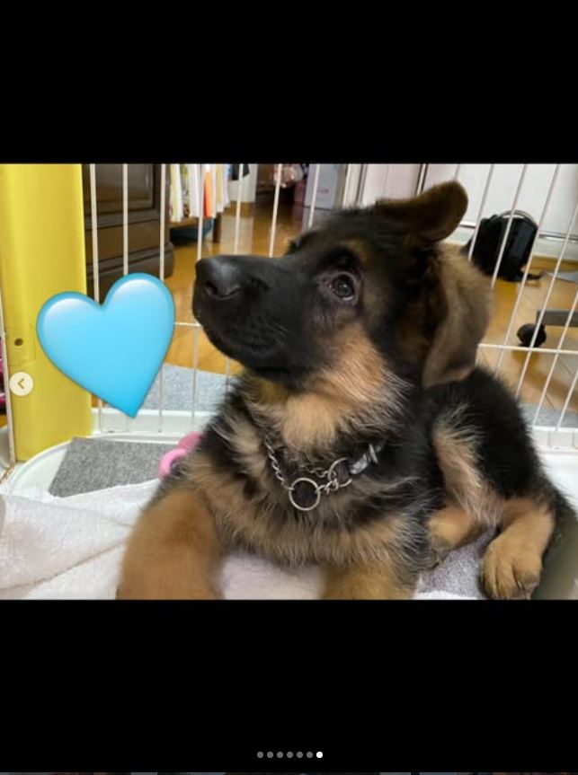 渋野日向子のインスタグラムから