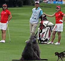 ラウンドする佐伯三貴(左)らの前で戯れるヒヒの親子(AP=共同)