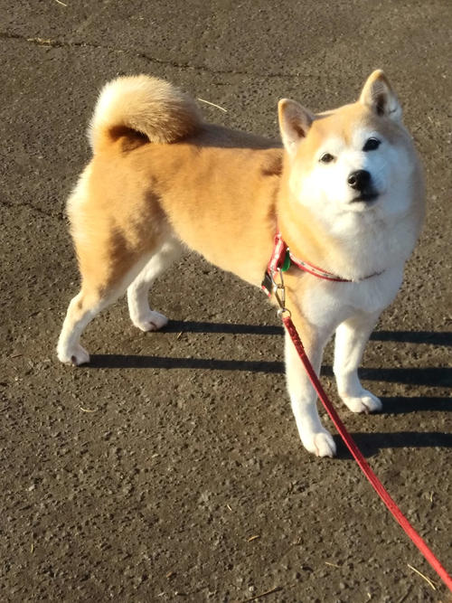 ザギトワと触れ合った柴犬の「くるみ」