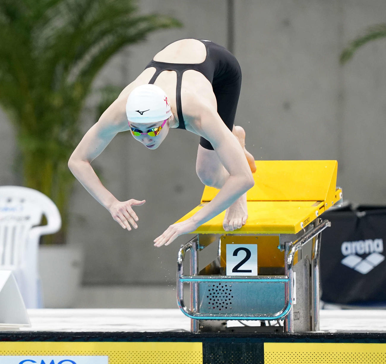 女子50メートル自由形予選で勢いよく飛び込む池江（撮影・鈴木みどり）