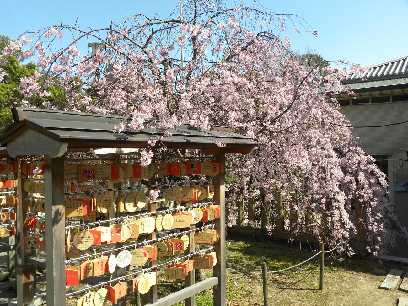 桜が咲く弓弦羽神社に奉納されている絵馬（撮影・松本航）