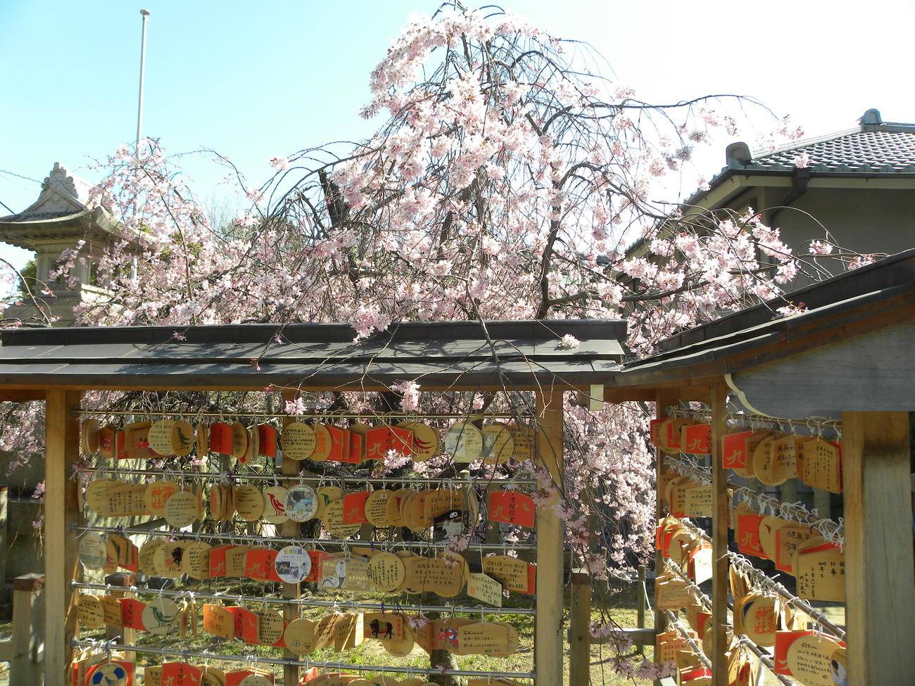 桜が咲く弓弦羽神社に奉納されている絵馬（撮影・松本航）