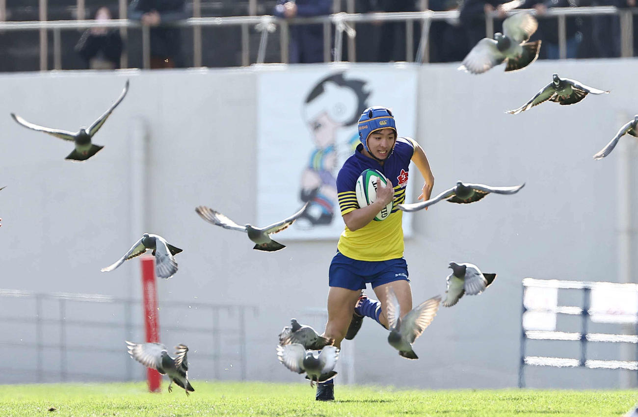 大阪桐蔭対京都成章　前半、飛び立つ鳩の間を疾走する京都成章WTB金内（撮影・上田博志）