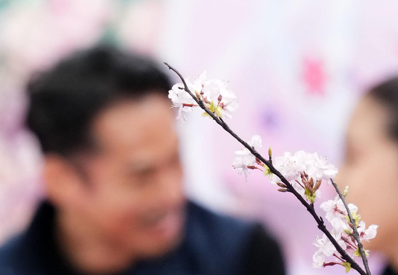 アイスダンスRDでの演技を終えキスアンドクライに座る「かなだい」村元（右）高橋組の前には桜が咲く（撮影・横山健太）