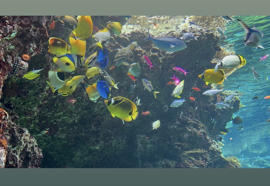 古賀紗理那のインスタグラムから