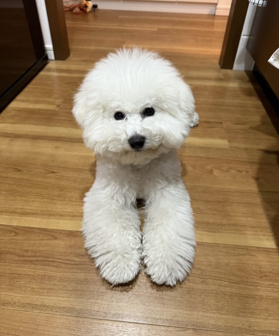 阿部詩のインスタグラムから