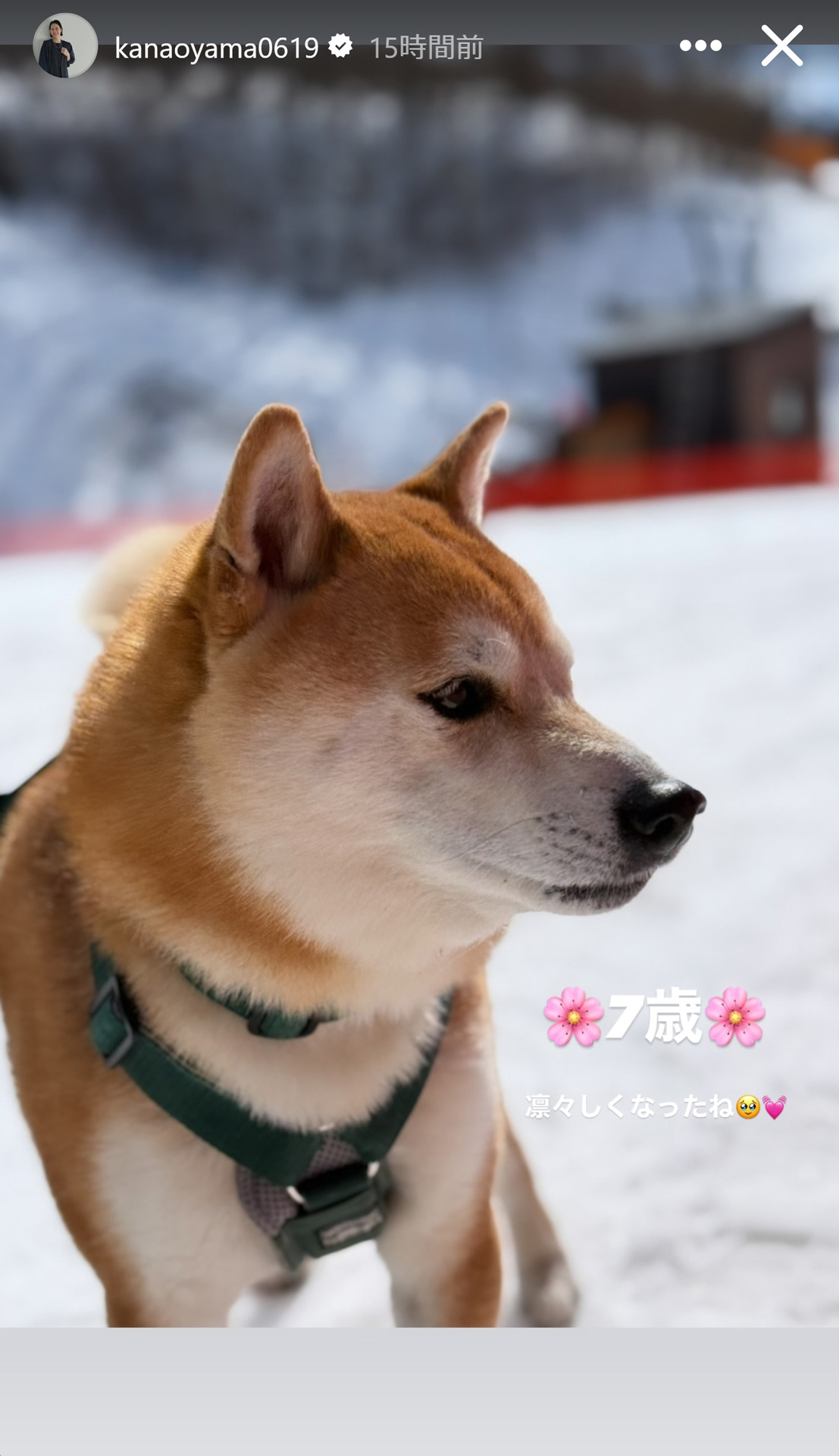 大山加奈さんのストーリーズから