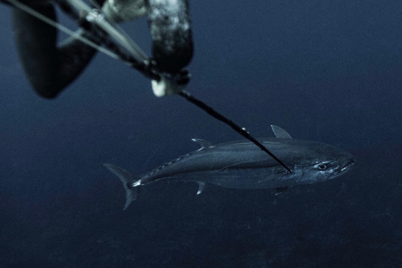 イソマグロにモリを打ち込む小坂さん「（C）Mission100 Koh Yamaguchi」