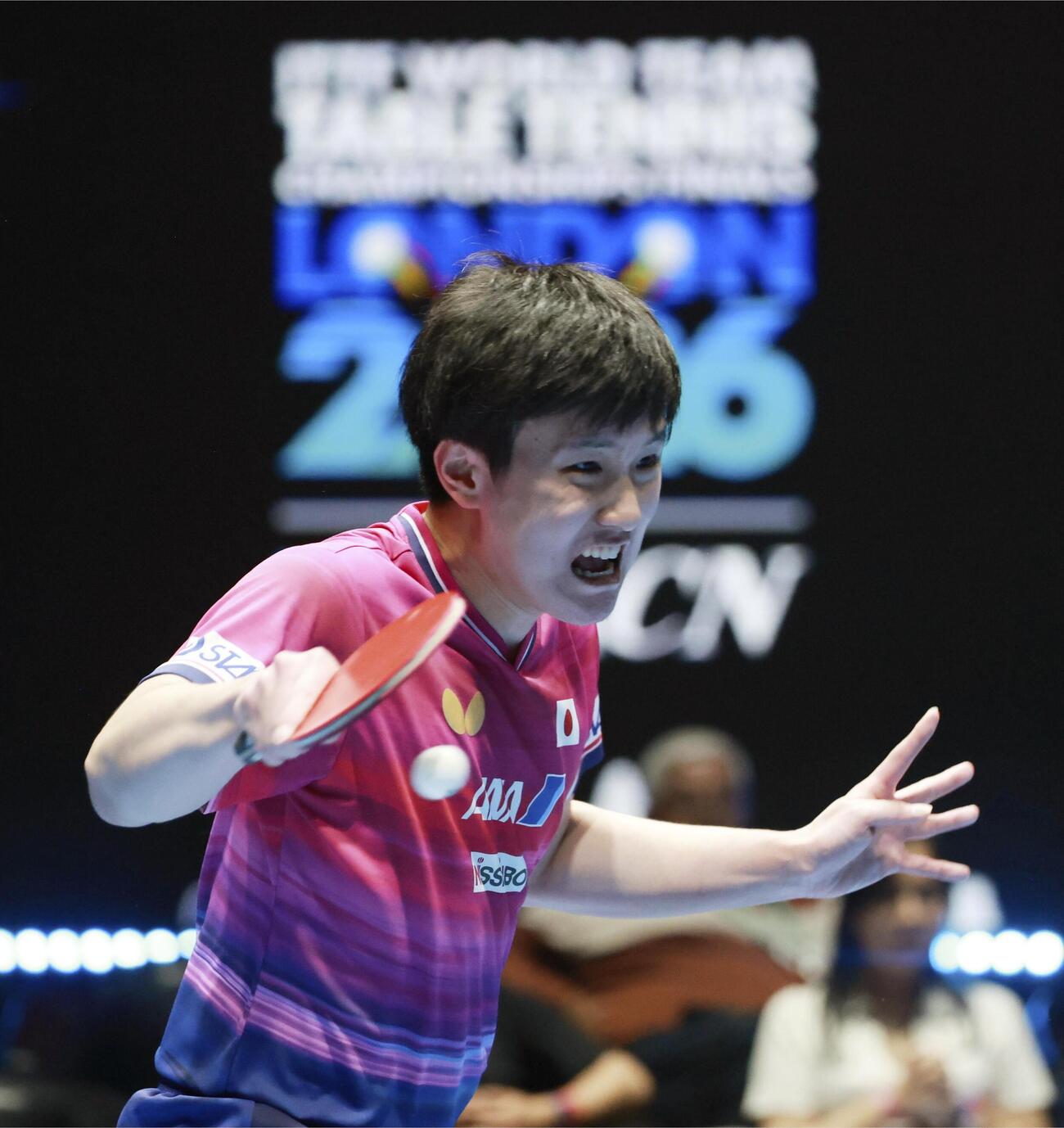男子準決勝の台湾戦でプレーする張本智和＝ロンドン（共同）