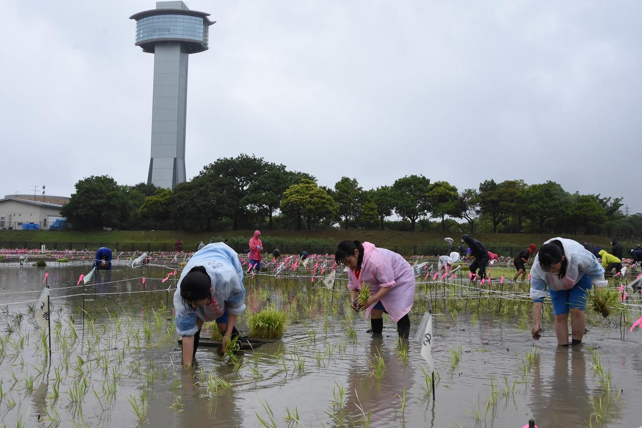 田植えを行うボランティアら（行田市提供）
