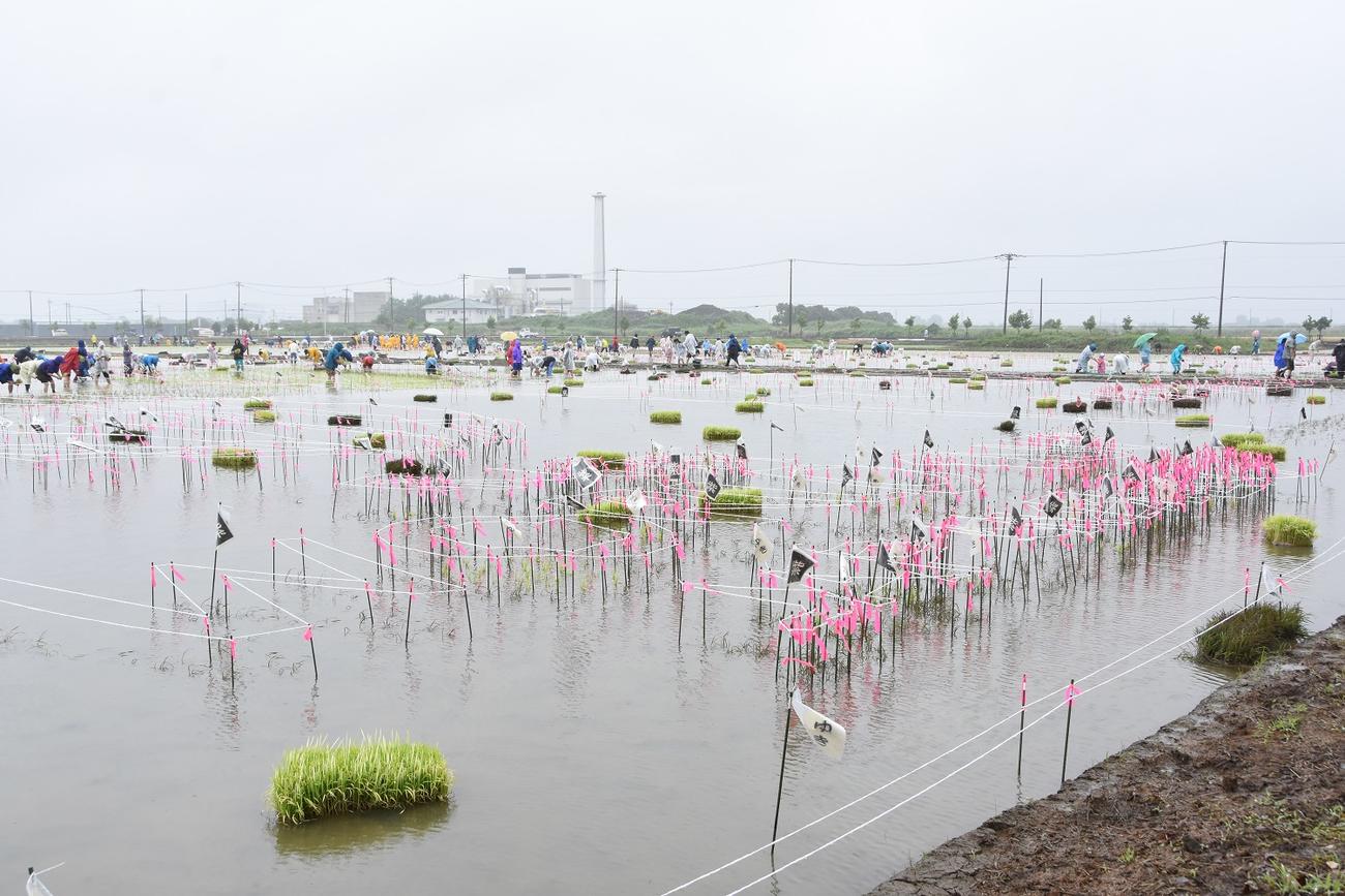 田植えを行うボランティアら（行田市提供）