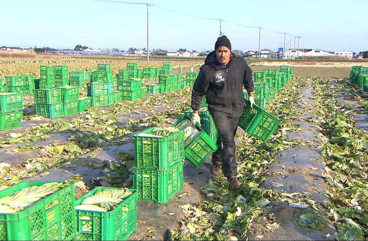 大学時代に白菜を運ぶバル・アサエリ愛