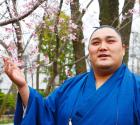 寒桜を愛でる新関脇の隠岐の海（撮影・今村健人）